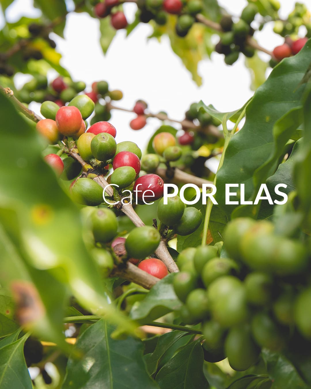 Café POR ELAS